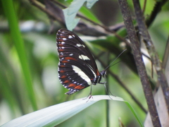 Heliconius atthis