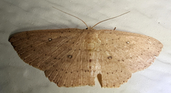 Cyclophora myrtaria