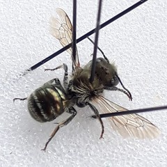 Osmia caerulescens