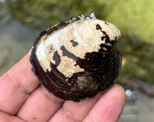Reginaia ebenus observed 2026-09-02