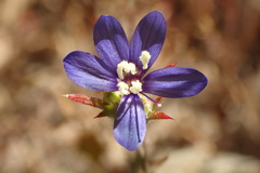 Eriastrum sapphirinum sapphirinum