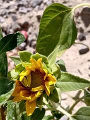 Helianthus annuus