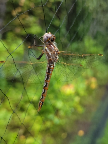 Variegated Meadowhawk