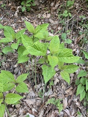 Collinsonia canadensis