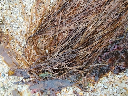 Desmarestia aculeata observed 2026-09-04
