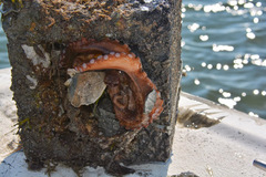 Octopus americanus