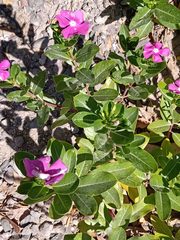 Catharanthus roseus