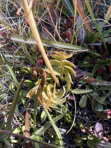 Botrychium simplex, 2026-09-02