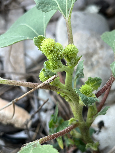rough cocklebur
