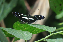 Heliconius atthis