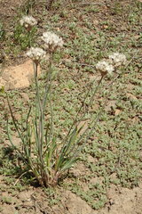 Allium haematochiton