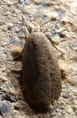 Inga obscuromaculella