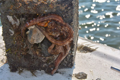 Octopus americanus