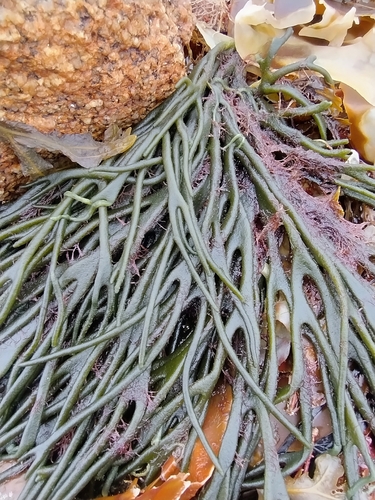 Codium tomentosum observed 2026-09-04