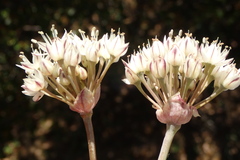 Allium haematochiton