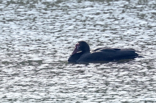 iNaturalist: (c) MFC, some rights reserved (CC BY-NC), uploaded by MFC iNaturalist image