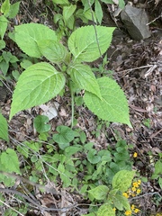 Collinsonia canadensis