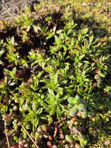 Prickly Saxifrage