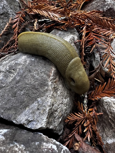 Button's Banana Slug seen in Sonoma Valley