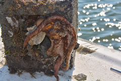 Octopus americanus