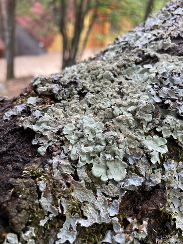 common greenshield lichen