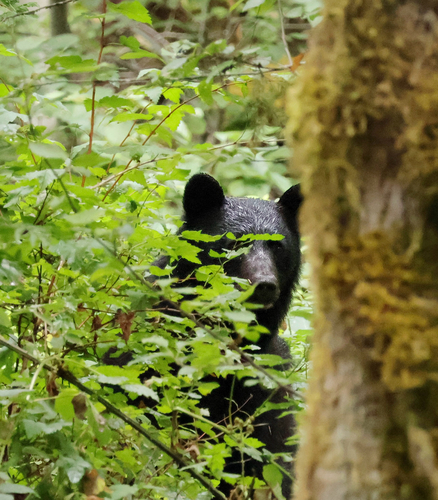 Black Bear sighting near Pacific Rim Hwy