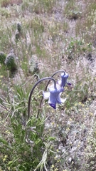 Clematis hirsutissima