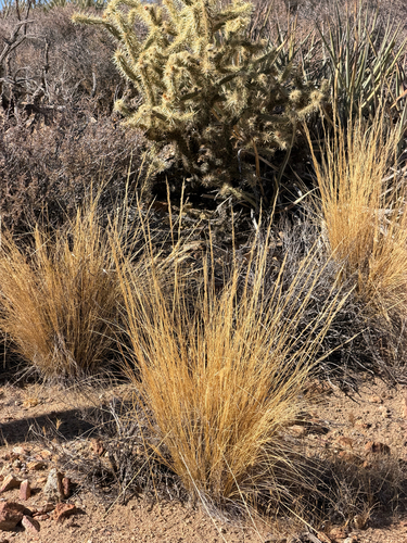 Pappostipa speciosa