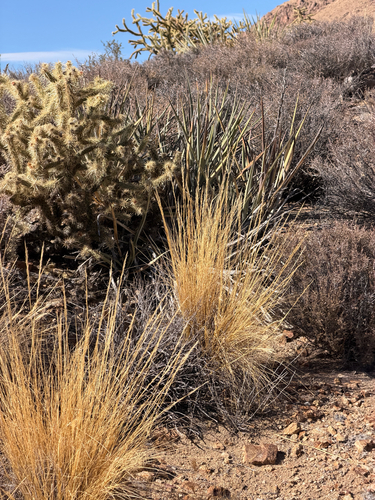 Pappostipa speciosa, photograph 2