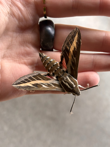 Striped Hawkmoth