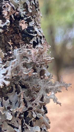 tree moss