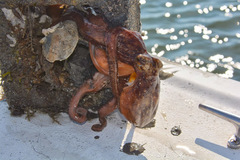 Octopus americanus