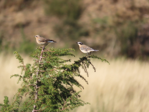 Northern Wheatear