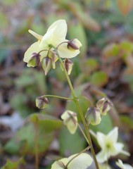 Epimedium × versicolor
