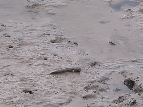 Great Blue-spotted Mudskipper