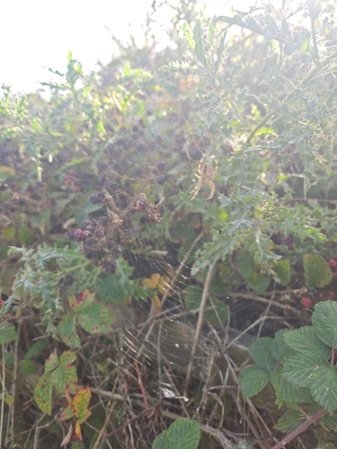 Cross Orbweaver