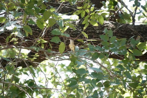 Bell's Vireo