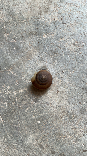 Siamese Common Snail