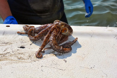 Octopus americanus