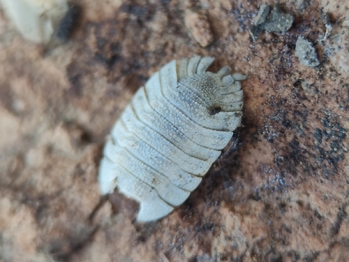 Porcellio spatulatus