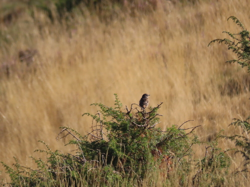 European Stonechat