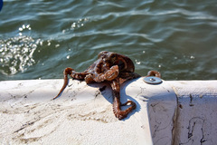 Octopus americanus