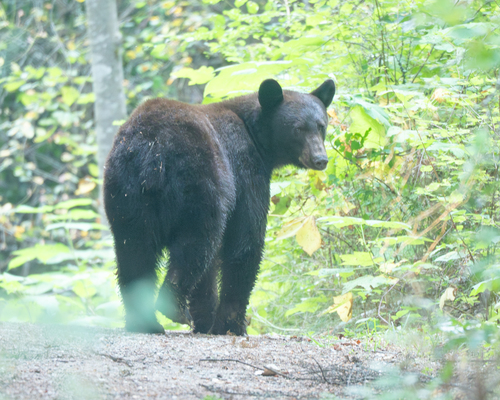 Black Bear sighting near Kokanee Creek Provincial Park