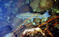 Salvelinus confluentus