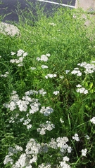 Achillea millefolium borealis