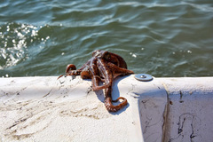 Octopus americanus