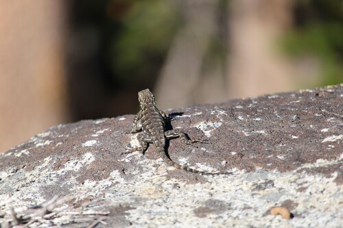 iNaturalist observation photo of Spiny Lizards