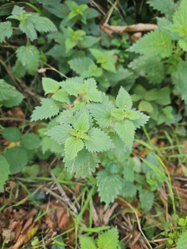 great stinging nettle