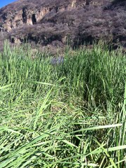 Thamnophis eques obscurus