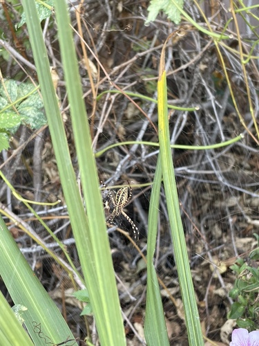 Banded Garden Spider
